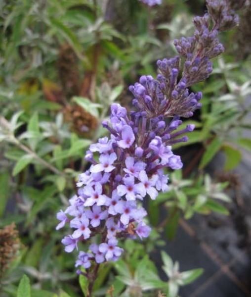Buddleja buzz ® Sky Blue 2
